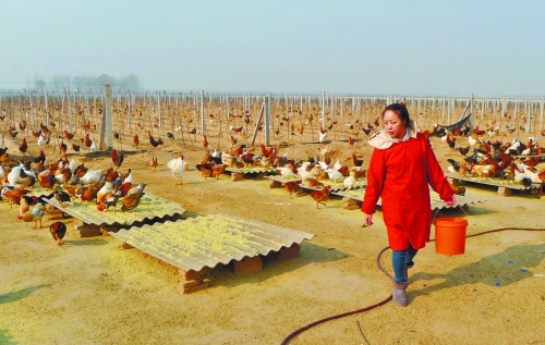 图一:申芳在喂散养土鸡
